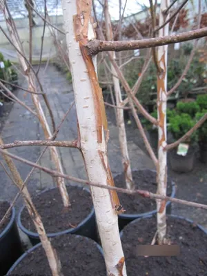 Produktbild von Betula utilis Doorenbos - Weißrindige Himalayabirke - 60-100cm