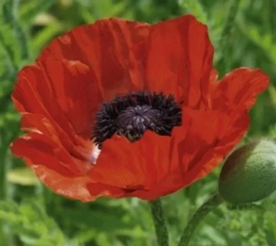 Produktbild von Dürr-Samen - Türkischer Riesenmohn mehrjährig 90 cm - Saatgut - 1925