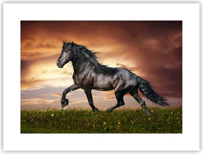 Produktbild von Poster - Poster ohne Rahmen - Pferd Tier Wiese - 40x30 cm - Wand Bild - Wanddeko - Wandbilder - Kunstposter - Wandposter - Bilder - Kunstdruck - Wanddekoration - Wandbild - P2XAA40x30-2608
