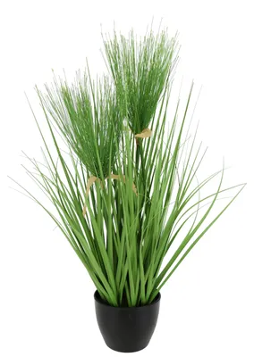 Obrázek produktu pro Flair Flower, cibule trávy v květináči, kočičí tráva, trávový keř, tráva, okrasná tráva, rostlina do interiéru