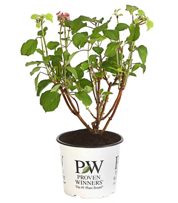 Produktbild von Dehner Schneeball-Hortensie Pink Annabelle®, pink-farbene Blüten, ca. 40-50 cm, ca. 3 l Topf, Zierstrauch