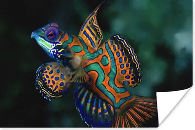 Produktbild von MuchoWow® Poster Fisch - Meer - Orange 180x120 cm - Fotoplakat