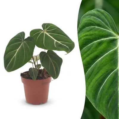 Produktbild von Green boutiQ - Philodendron Gloriosum - Gloriosum Philodendron - 1 Plant - Topf 12cm - Höhe - 25cm