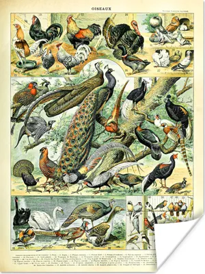 Produktbild von MuchoWow® Poster Tiere - Vögel - Jahrgang 60x80 cm - Schlafzimmer Dekoration