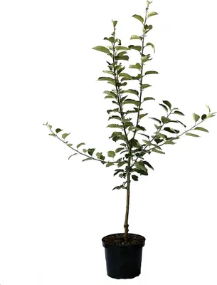 A young apple tree in a black pot, isolated on a white background.