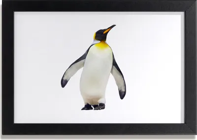 Produktbild von Bild 30x20 MDF-Rahmen, Wandkunst Pinguin