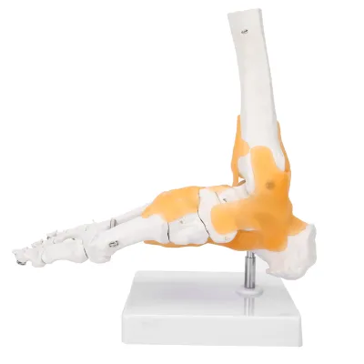 Zdjęcie produktu dla Model stopy, anatomiczny model stopy, model stopy naturalnej wielkości, model szkieletu stopy, model stawu stopy