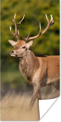 Produktbild von MuchoWow® Poster Tiere - Hirsche - Geweihe - Waldtiere - Natur 60x120 cm - Wandschmuck