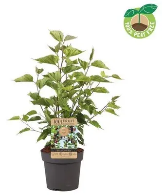 Productafbeelding van JUNAVERA Morus rotundiloba 'Mojo Berry' rood | Dwergmoerbei | 65 cm hoog | In 15 cm pot | Compacte fruitstruik