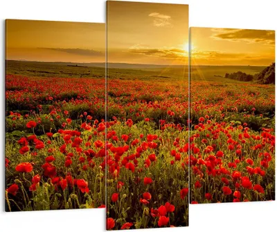 Produktbild von Bild auf Leinwand - Leinwandbild - Mohn Blume Wiese - 130x100cm - Wand Bild - Wanddeko - Leinwanddruck - Bilder - Kunstdruck - Wanddekoration - Leinwand bilder - Wandkunst - CB130x100-3643