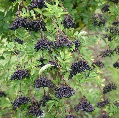 Produktbild von Holunder Haschberg - großfruchtige Ertragssorte - 40-80cm im Topf