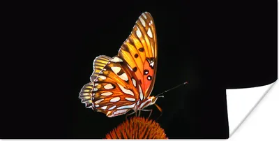 Produktbild von MuchoWow® Poster Schmetterling - Blumen - Insekt - Porträt - Schwarz - Orange 120x60 cm - Bild