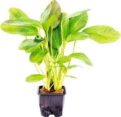 Produktbild von Froschlöffel Ozelot Großpflanze - Echinodorus Ozelot, GP