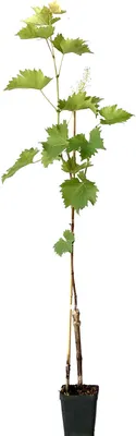 Produktbild von Kodrianka blaue Weinrebe