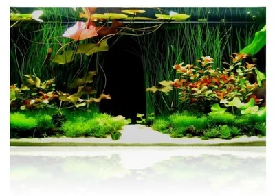 Produktbild von Aquarium Poster 90x40 cm Selbstklebend Wassergras Unterwasser Fotorückwand PVC