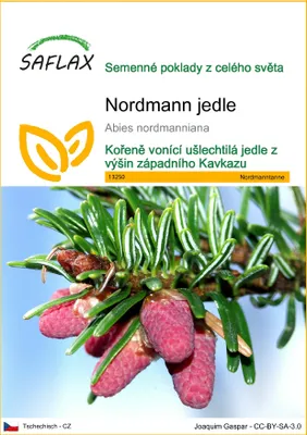 Obrázek produktu pro SAFLAX - Nordmann jedle - Abies nordmanniana - 20 Semena