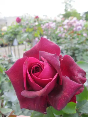 Produktbild von Rosa Gräfin Diana ® - Stammrose - Parfuma Rose ® - Kordes Rose - ADR Rose