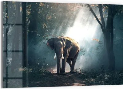 Produktbild von DEQORI Glasbild Echtglas 90x60 cm 'Elefant im Wald' Wandbild Bild modern Deko
