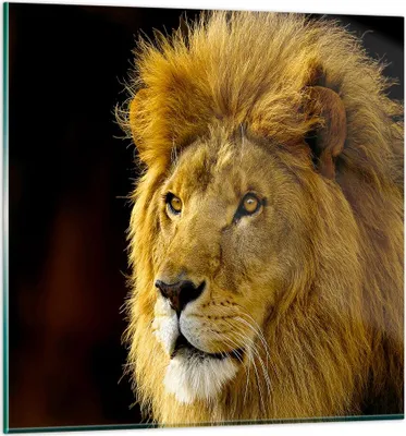 Produktbild von Bilder auf glas - Löwe Tiere Tierwelt - 60x60cm - Glasbilder - Wandbilder - Kunstdruck - zum Aufhängen bereit - Wanddekoration aus Glas - Glas Bilder - Wandbild auf Glas - Einteilig - GAC60x60-1237