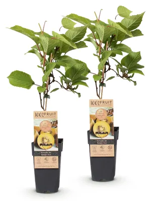 Produktbild von Green boutiQ - Obst Pflanze - Actinidia deliciosa Golden Kiwi - Kiwi Pflanze - Weiblich - Gelbe Frucht - 2 Pflanzen - Topf 15cm - Höhe 50cm