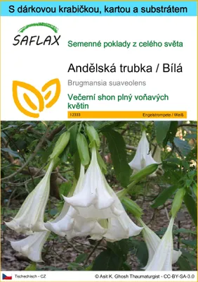 Obrázek produktu pro SAFLAX Dárková sada - Andělská trubka / Bílá - Brugmansia suaveolens - 10 Semena - S dárkovou krabičkou, přepravním štítkem, dárkovou kartou a pěstebním médiem