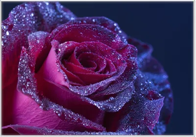 Produktbild von Wallario Wandbild Rote Rosenblüte im Regen, Größe: 70,30 x 100,30 cm, Poster mit weißem Kunststoffrahmen