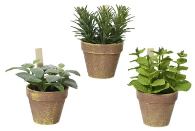 Immagine prodotto di Pianta Decoris in vaso 15x15x17 cm