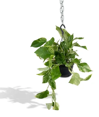 Produktbild von Meergroothandel Epipremnum Marble Queen (Scindapsus) - 25 cm, Ø15 cm