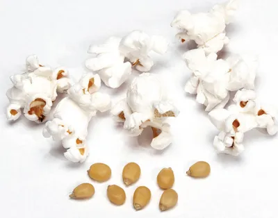 Premium Popcorn Mais Sacco Da 10 Kg XXL 1:46 Pop Volume Fungo Mushroom - Foto 8