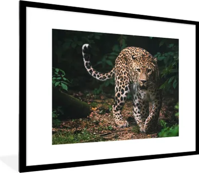 Produktbild von MuchoWow® Gerahmtes Poster Wildtiere - Leopard - Dschungel - Natur 80x60 cm - Poster mit Schwarzem Bilderrahmen Wandposter Rahmen Foto Bilder - Schlafzimmer-Dekorationen - Fotoposter