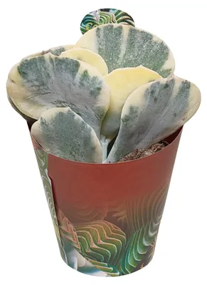 Produktbild von Cotyledeon orbiculata undulata variegata - seltene Sukkulente - Rarität - 6,5cm Topf - 15cm hoch