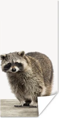 Produktbild von MuchoWow® Poster Waschbär - Tiere - weißer Hintergrund - Jungen - Mädchen - Kinder 80x160 cm - Kinderzimmer