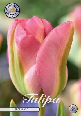 Artikelbild 2 von 'Tulpe Groenland (7 Stück)' aus der Kategorie Tulpenzwiebeln