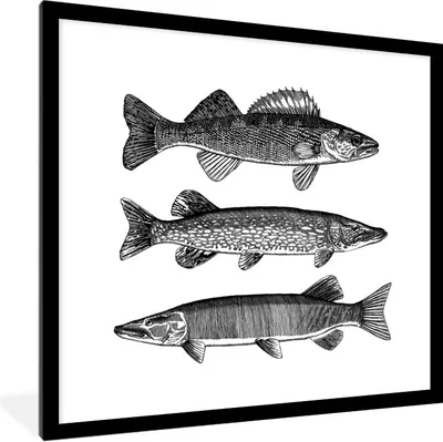 Produktbild von MuchoWow® Gerahmtes Poster Eine Illustration von drei Fischen 40x40 cm - Poster mit Schwarzem Bilderrahmen Wandposter Rahmen Foto Bilder - Poster - Plakat im Rahmen