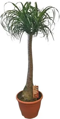 Produktbild von Elefantenfuß ca. 160 cm  Beaucarnea recurvata Flaschenbaum Wasserpalme Zimmerpflanze