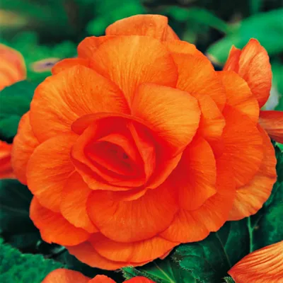 Produktbild von Begonie Knolle Blumen Garten Töpfe Blüten Gefüllte Begonie Orange 1 St.