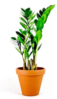 Obrázok produktu pre Gardners Zamioculcas zamiifolia, priemer 12 cm