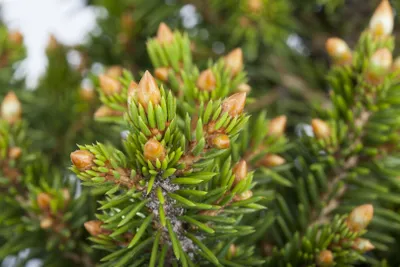 Produktbild von Picea abies 'Will's Zwerg', Fichte, kompakt, 30–40 cm