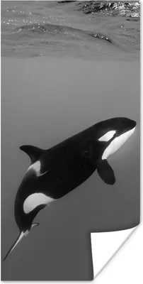 Produktbild von MuchoWow® Poster Orca - Wasser - Tiere 75x150 cm - Dekoration für die Wände