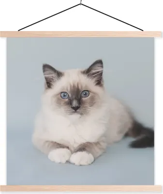 Produktbild von MuchoWow® Textilposter Katze - Ragdoll Katze - Blau - Mädchen - Kinder - Jungen - Kind 40x40 cm mit holzfarbenen Rahmen - Posterleiste