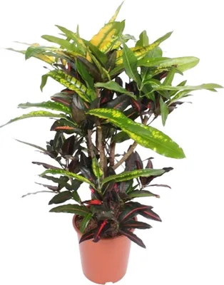 Obrázok produktu pre Zázracný ker - Codiaeum Mango Croton - izbová rastlina - Ø27cm - Ø110cm