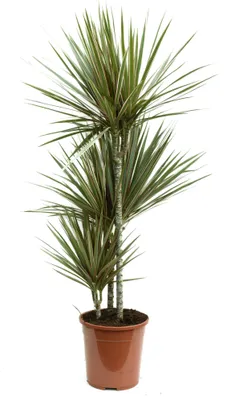 Produktbild von Dracaena Bicolor – Dreistämmiger Drachenbaum (120-140 cm) | Luftreinigende Zimmerpflanze für gesunde Raumluft & modernes Ambiente