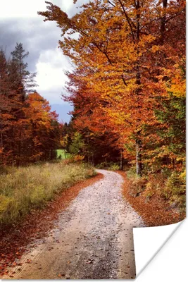 Produktbild von MuchoWow® Poster Herbst - Herbstblätter - Weg - Wald 120x180 cm - Kunstposter