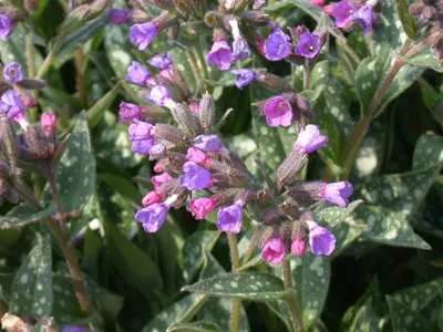 Produktbild von Pulmonaria longifolia, Lungenkraut, silbrig gefleckt, ca. 9x9 cm Topf