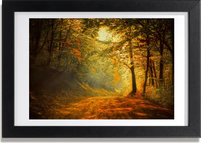 Produktbild von Bild 30x20 MDF-Rahmen, Wandkunst Wald im Herbst