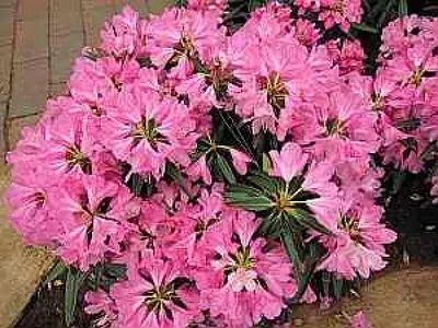 Produktbild von Rhododendron pontica Graziella - Alpenrose Graziella 30-40cm