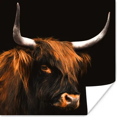 Produktbild von MuchoWow® Poster Schottischer Highlander - Kuh - Schwarz 75x75 cm - Wand Dekoration