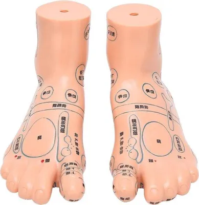 Obrázek produktu pro Anatomický model chodidla, 19 cm
