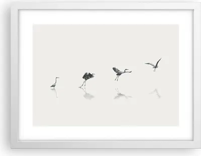 Produktbild von Gerahmtes Poster - Weißer Rahmen - Flug Vogel Reiher - 40x30 cm - Wand Bild - Wanddeko - Wandbilder - Kunstposter - Wandposter - Bilderrahmen - Bilder - Kunstdruck - Wanddekoration - P2WAA40x30-5096