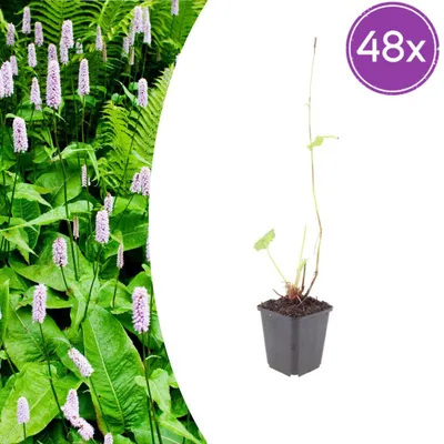 Produktbild von Persicaria a. 'Alba' | 48 Stück - 10-25cm - Ø9cm - Gartenpflanze